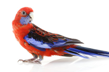 Fototapeta premium Crimson Rosella