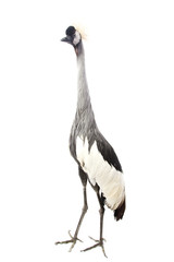 East African Crowned Crane