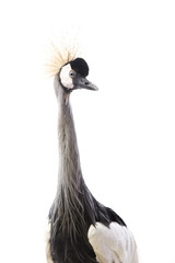 East African Crowned Crane