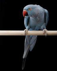 Obraz premium Indian Ringneck Parakeet