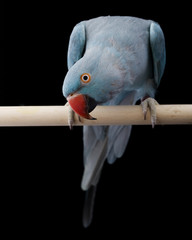 Obraz premium Indian Ringneck Parakeet