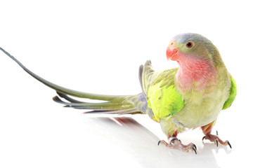 Princess of Wales Parakeet