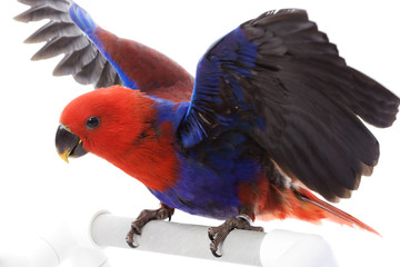 Solomon Island Eclectus Parrot