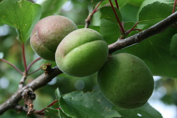 green apricot