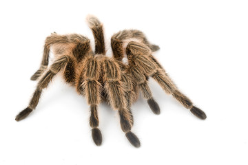Rose Hair Tarantula