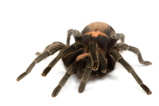 Costa Rican Tiger Rump Tarantula