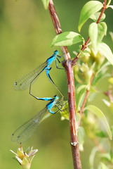 Mating damselflies