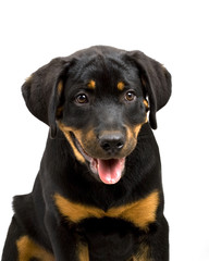 Rottweiler Puppy