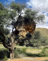 Nest Webervogel, Namibia