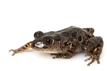 Fototapeta premium Tiger Leg Monkey Tree Frog