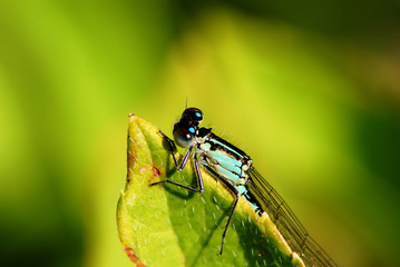 Damselfly