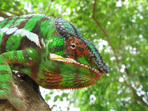 cameleon