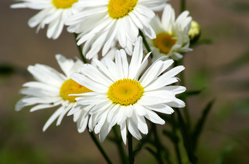 Fototapeta premium blumen