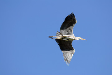 graureiher, reiher, vogel