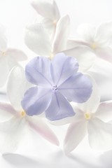 Fototapeta na wymiar kwiaty jaśminu na białym tle