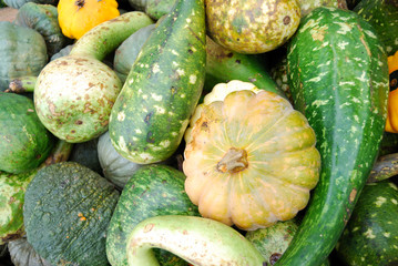 Heap of green pumpkins
