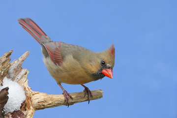 Female Northern Cardinal