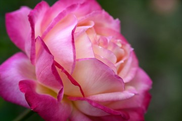 Fototapeta na wymiar Colorful rose flower macro