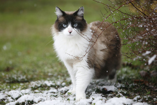 Chat Neige