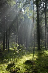  Coniferous forest in Landscape Reserve of Bialowieza Forest © Aleksander Bolbot