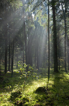 Fototapeta Coniferous forest in Landscape Reserve of Bialowieza Forest