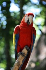 Macaw