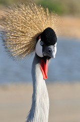 Black Crowned Crane