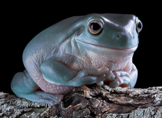 Tree frog after dark