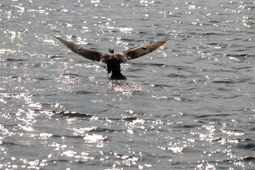 kormoran, phalacrocorax, vogel