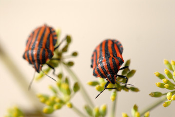 streifenwanze, graphosoma lineatum, insekt