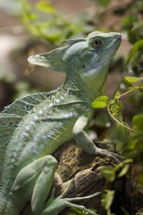 Obraz premium Kronenbasilisk