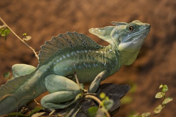Kronenbasilisk