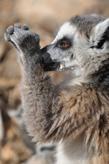 eating lemur