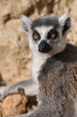 portrait of lemur