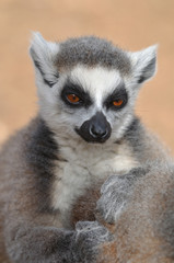 Obraz premium portrait of lemur