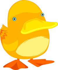 cute duck
