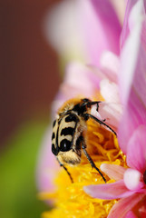 pinselkäfer, käfer, blume