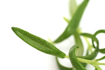 Obraz premium Bio - Rosmarin