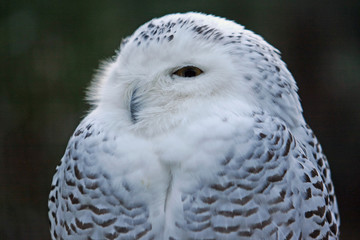 Schneeeule