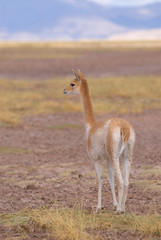 Vicuna (Vicgna vicugna) a from South America