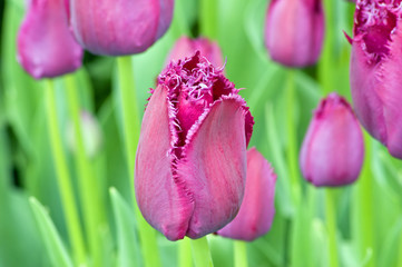 Naklejka premium tulip