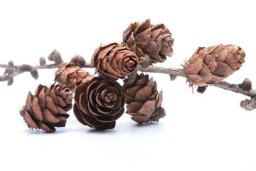 pine cones