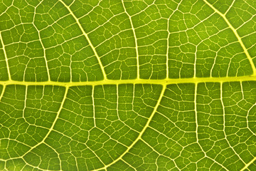 Leaf veins