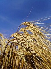 Goldene Ernte