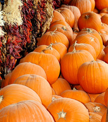 OCTOBER HARVEST