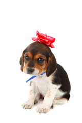 Beagle puppy with a bow on her head