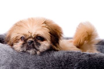 Sweet pekingese dog