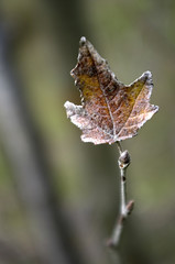 autumn afternoon III