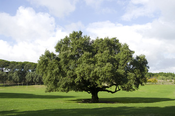 quercus suber