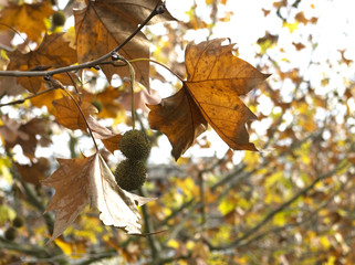 autumn afternoon IX